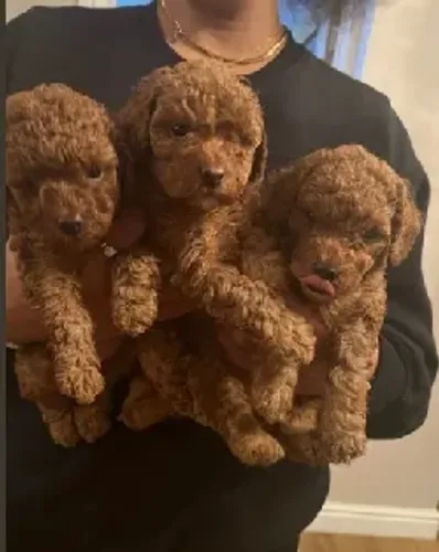 Poodle Toy mini vacinado