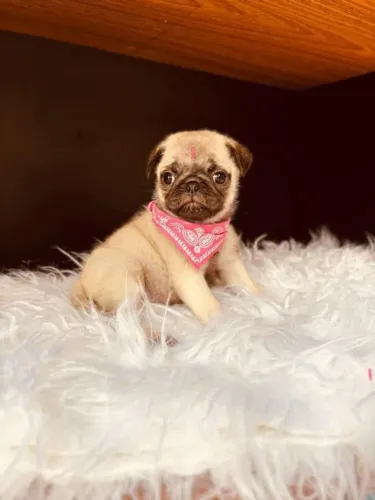 Filhote Pug, Os companheiros mais leais estão aqui!