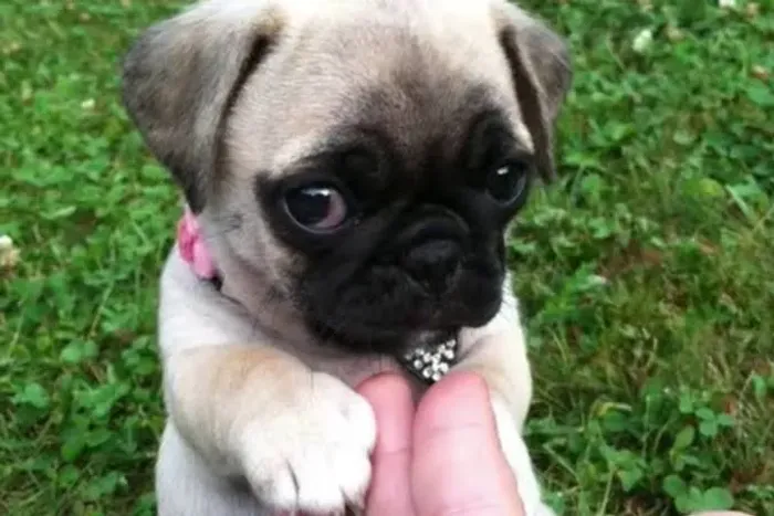 Pug e seu jeito bonitinho de respirar