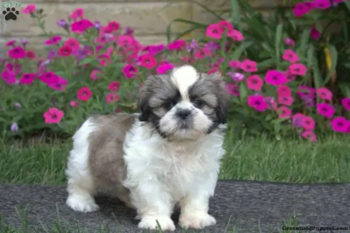 ?Mini príncipe/princesa à sua espera ? Shih Tzu liberad@!? ?