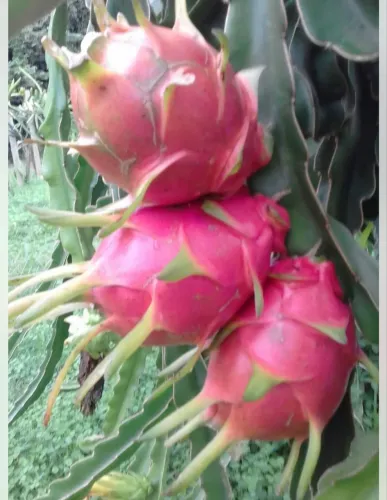  Mudas Enxertadas de Pitaya - Produz Rápido e Dá Frutos Gigantes!