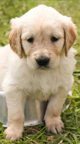 Sua linda Golden fêmea aqui! Golden retriever 50 dias