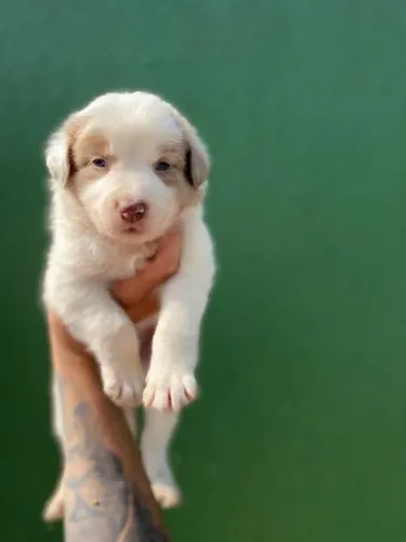  Border Collie cores e informações, ligue ou chame no what's  *