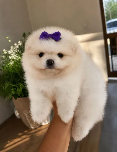 Lulu da Pomerânia Fêmea
