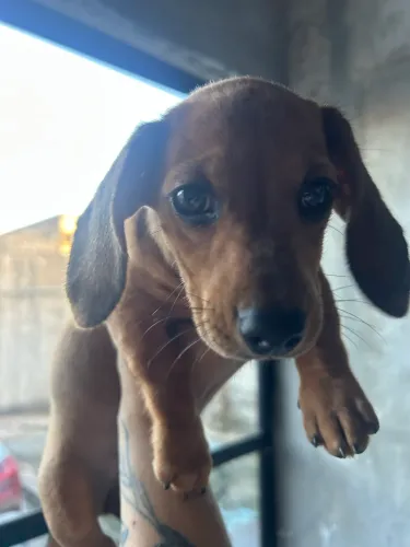 Vende filhote de salsicha (Dachshund)