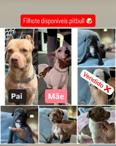 Pitbull 