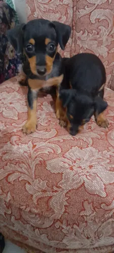 Pinscher com 55 dias vacinado 