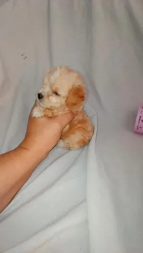 Poodle micro toy( original) FÊMEA 