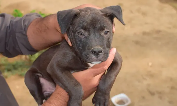 Estou doando filhotes de Pitbull 