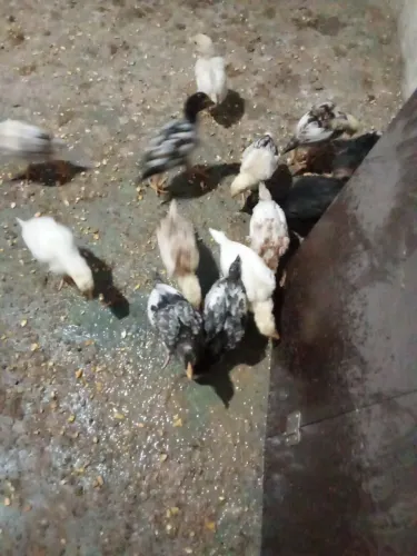 Franguinhos caipira com índio 