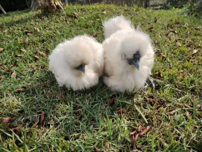 Galinha Silkie Sedosa do Japão - Super dóceis, ótimos pets, criadas no quintal. 