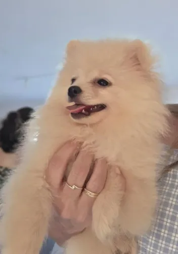 Lulu da Pomerânea Filhotes Fêmea e Macho lindos