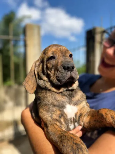 Fila Brasileiro 