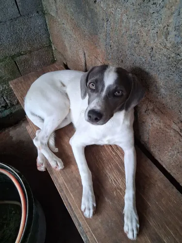 Doacao de 1 cachorrinha