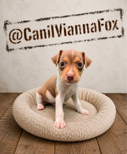 Filhote de Terrier Brasileiro (Fox Paulistinha) com Pedigree CBKC