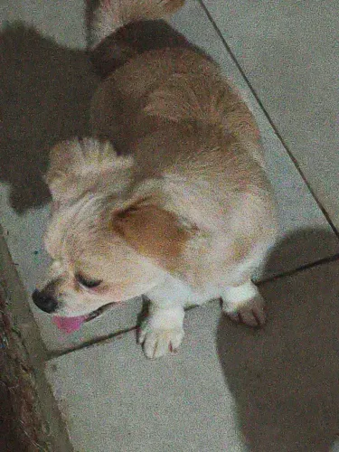Cachorro macho para doação