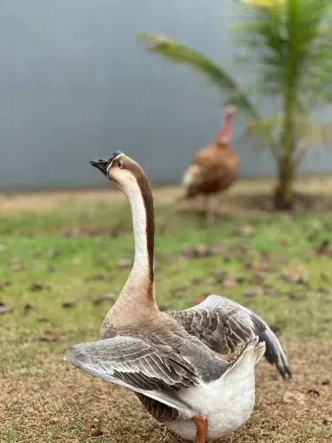 Ganso sinaleiro africano pardo