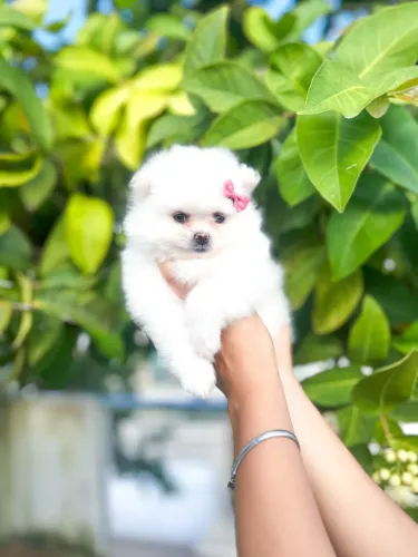 Spitz Alemão femêa Ursinho 