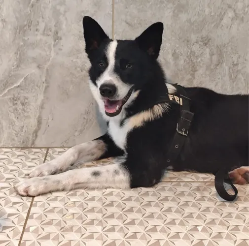 Doação de responsável de Boder Collie (LER DESCRIÇÃO)