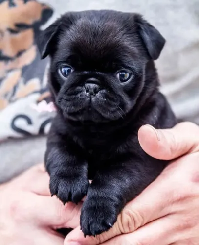 Pug Um cachorrinho que esbanja charme