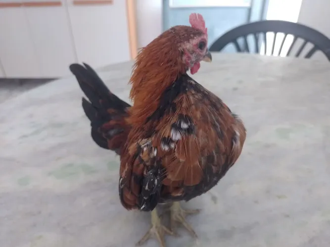 seraminha macho