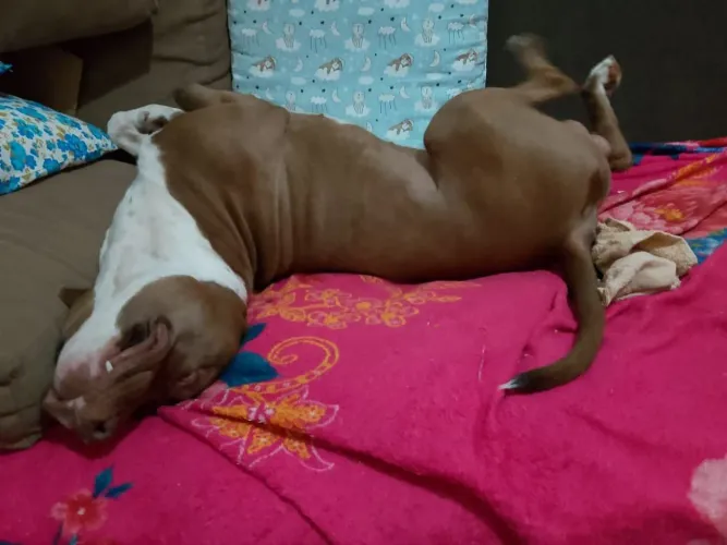 ESTOU DOANDO UM PITBULL DE 4 ANOS, MACHO, NÃO CASTRADO 
