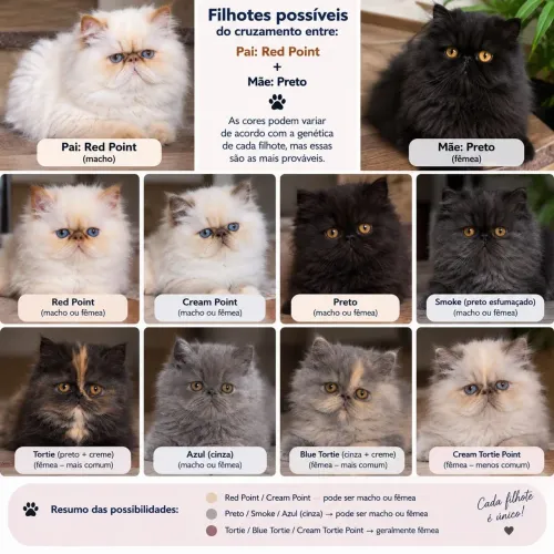Gato Persa