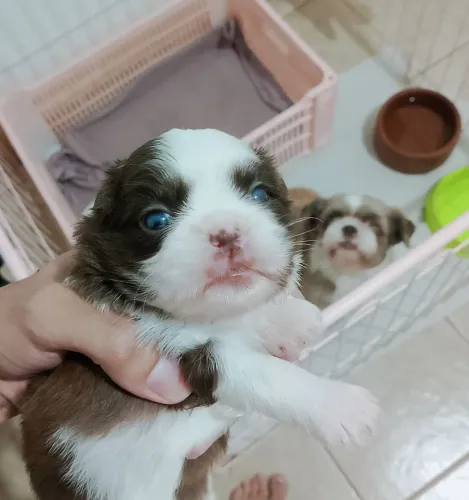 SHIH TZU DE OLHOS AZUIS
