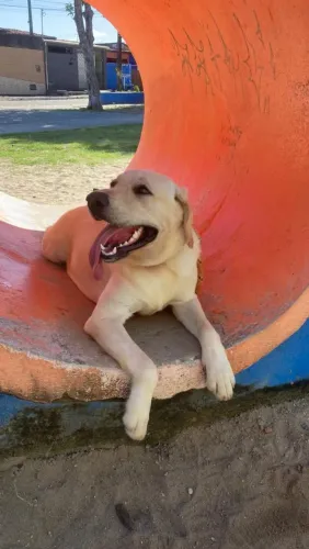 Labrador / Pedigree