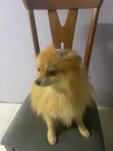 TROCO SPITZ ANÃO POR FÊMEA PUG
