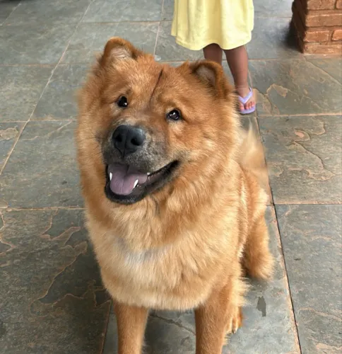 Adoção Chow-chow fêmea - 100% Saudavel, linda 