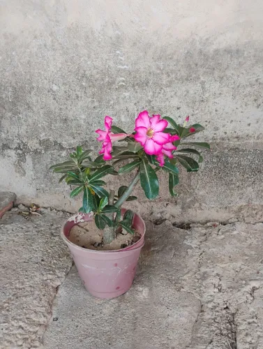 Vendo Rosa-do-Deserto Florida