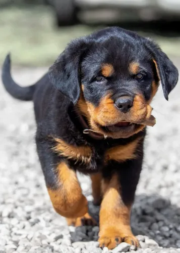 Rottweiler Um amigo fiel para dividir cada instante