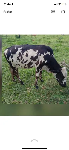 VENDO ESSA NOVILHA