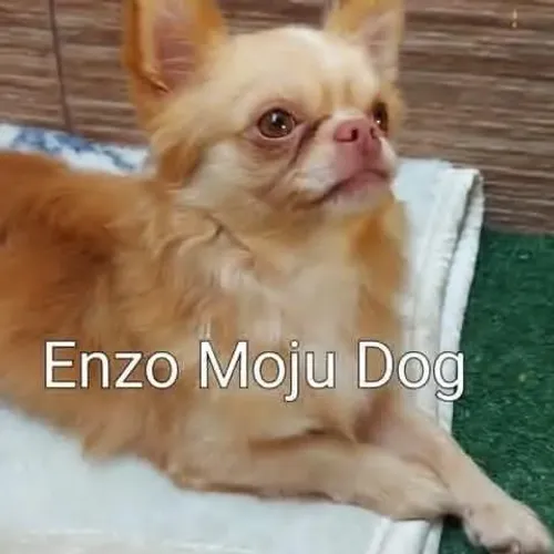 Chihuahua macho, Linhagem Russa em 10x no Cartão.