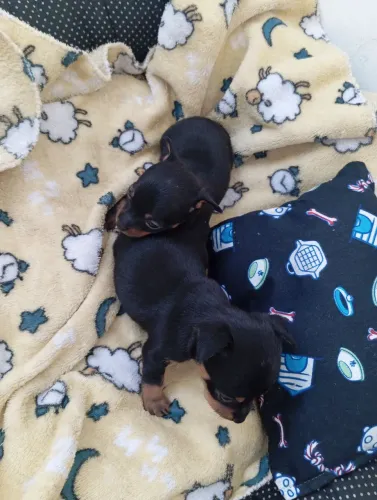 Vendo 3 Pinchers 2 machos e 1 fêmea, 1, recém nascidos!