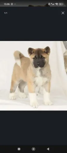 Shiba Inu | Filhote cheio de Graça