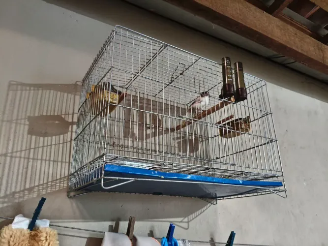 Gaiola boa 