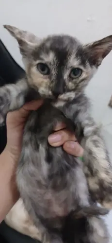 Gatinhos para adoção
