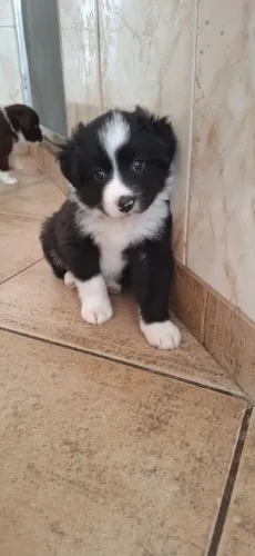 Filhotes MACHOS border collie