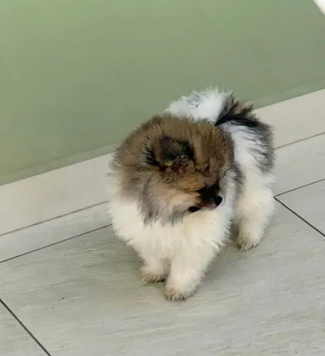 Spitz Alemão