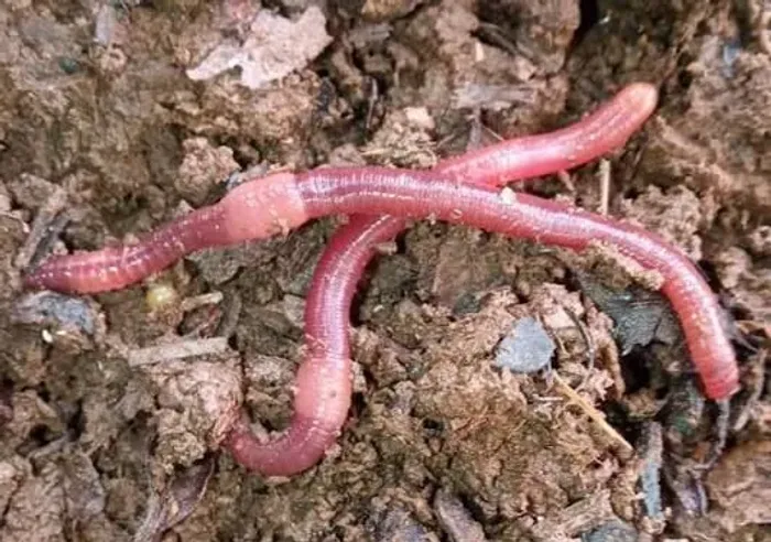 Minhoca Californiana para compostagem doméstica e produção de húmus e adubo