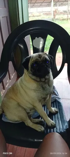 Cachorro 