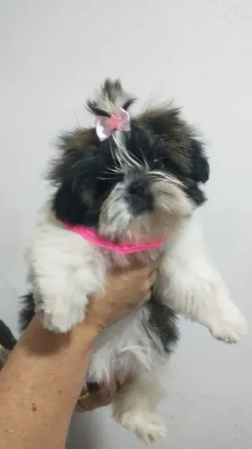 Animais