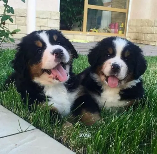 Filhote de Bernese disponível com pedigree e garantias!