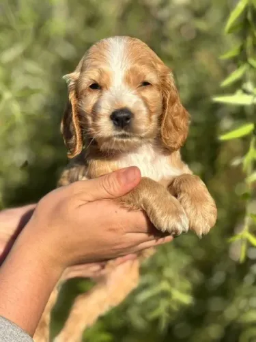 Cocker Spaniel,Cocker Spaniel Filhote Linda Linhagem Disponível