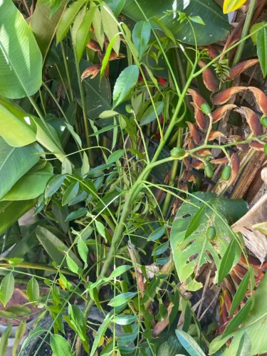 Cajarana Mirim