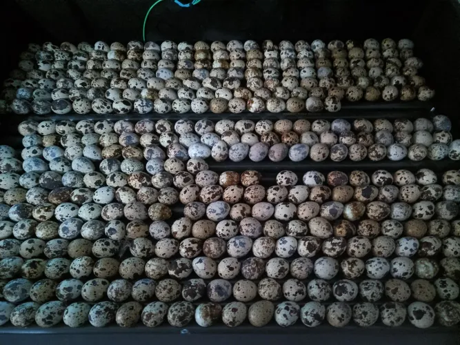 Ovos galados codorna japonica