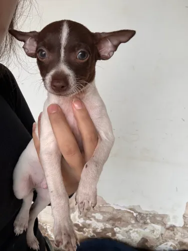 Pinscher olhos claros macho
