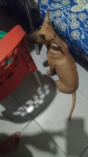 Doação de cachorra fêmea